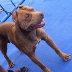 Zeron's pitbull Aker